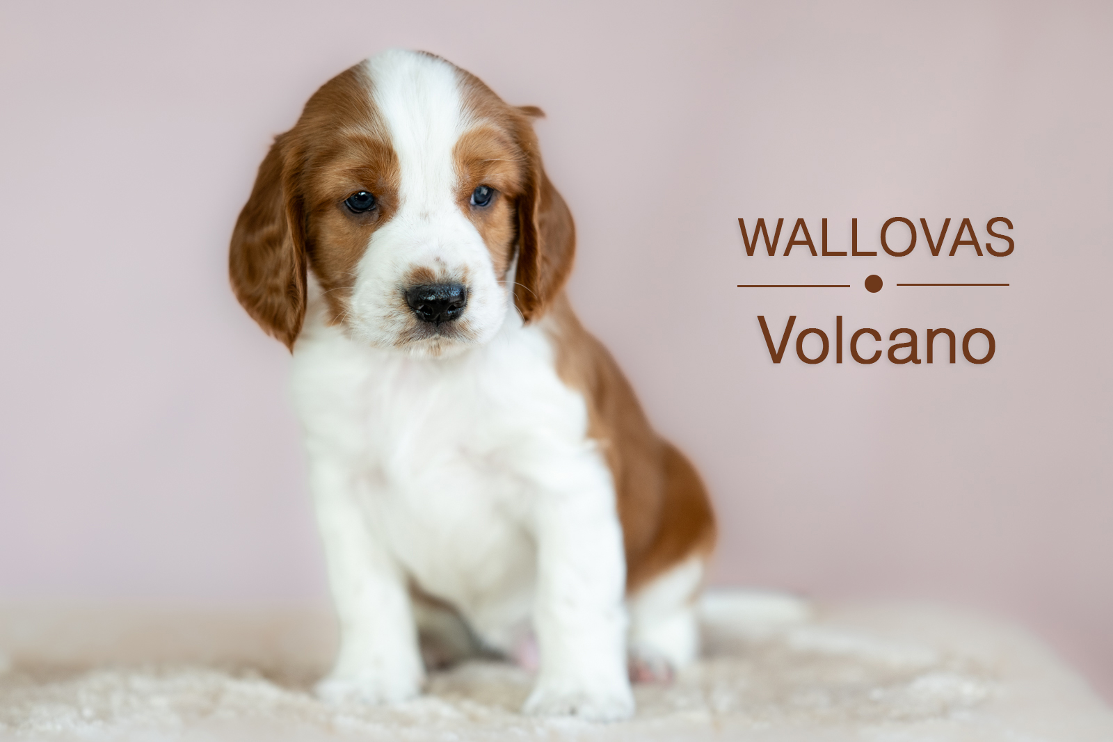 Valp ur V-kullen 2026 - Kennel Wallova