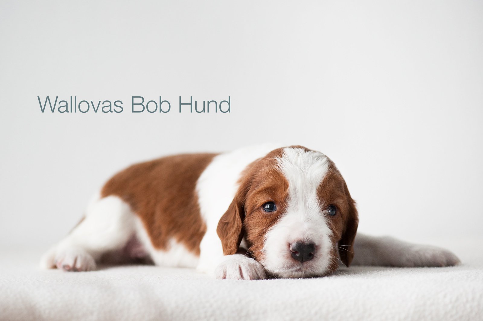 Bob Hund