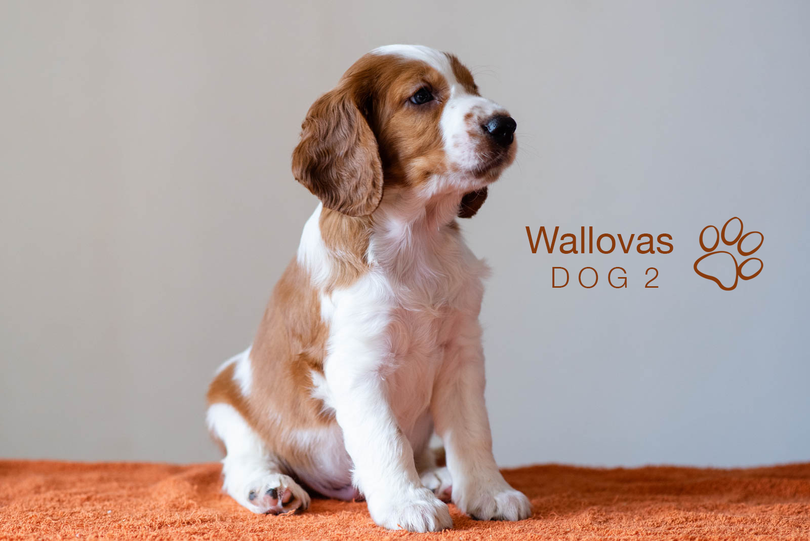 Valpar ur S-Kullen, Kennel Wallova