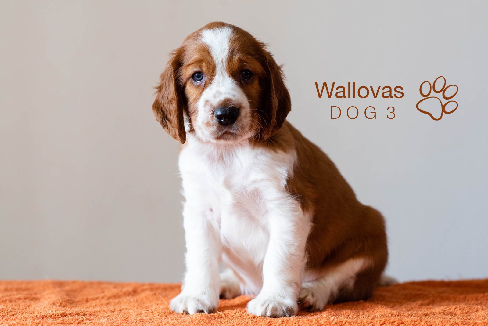 Valpar ur S-Kullen, Kennel Wallova