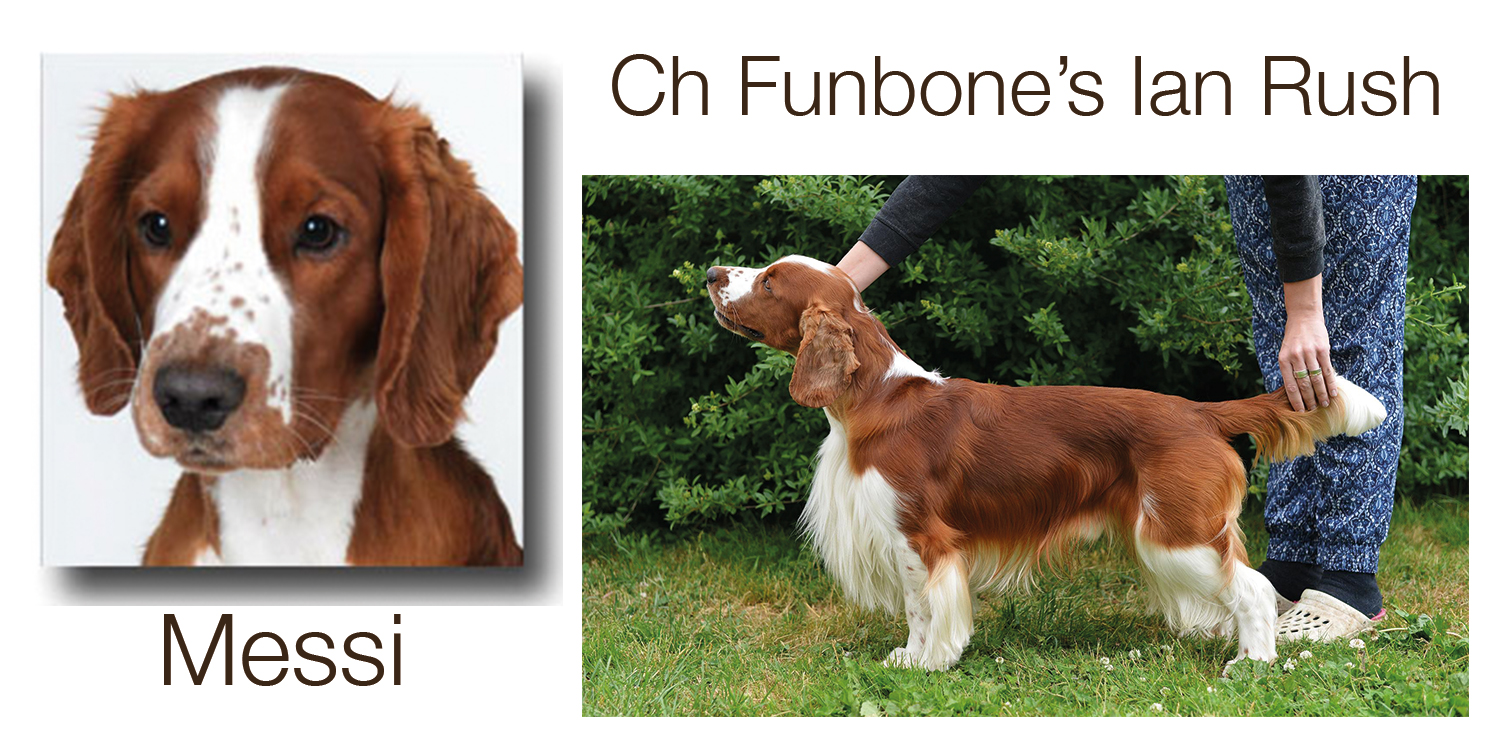 Funbones Ian Rush - Kennel Wallova