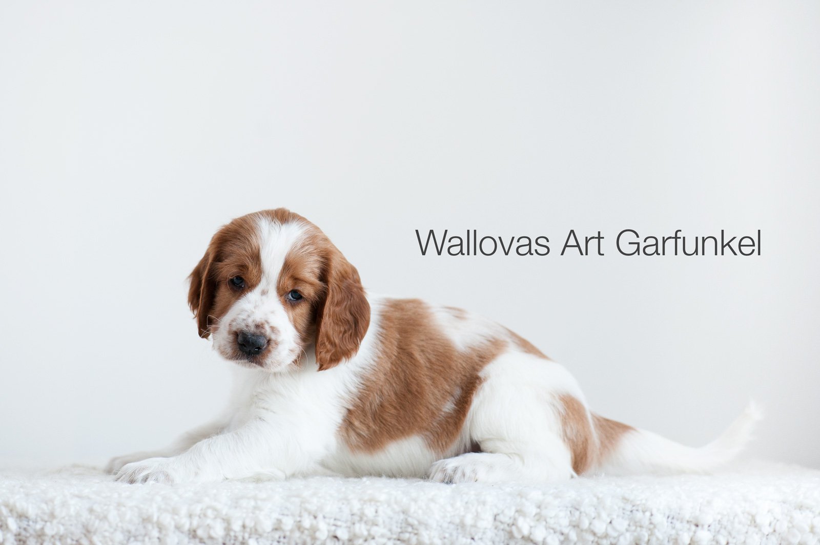 Wallovas Art Garfunkel