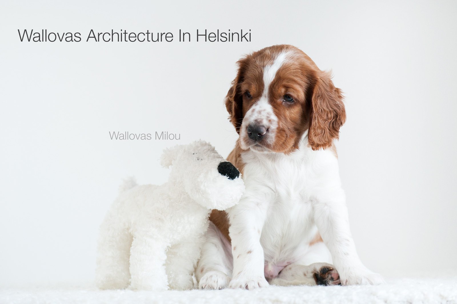 Wallovas Architecture in Helsinki