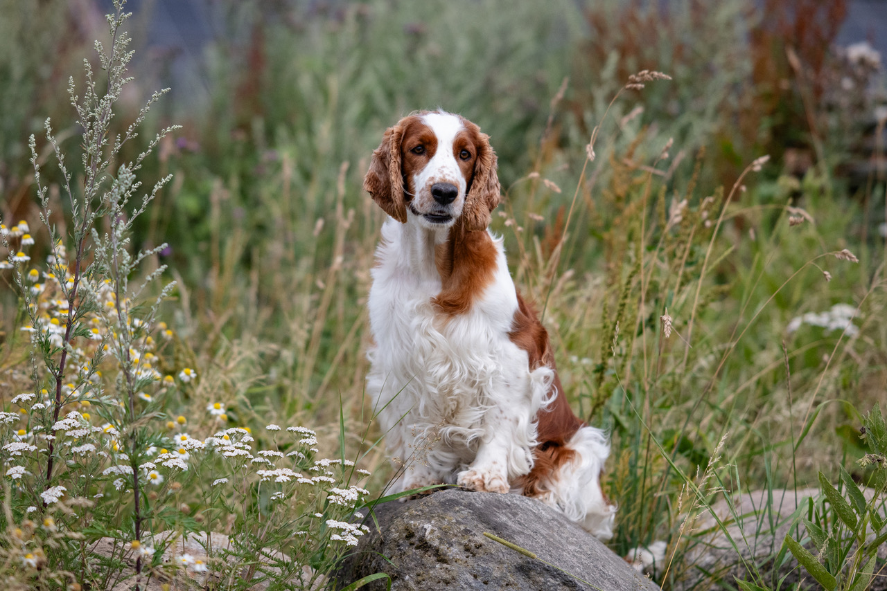Z-kullen 2026 - Kennel Wallova